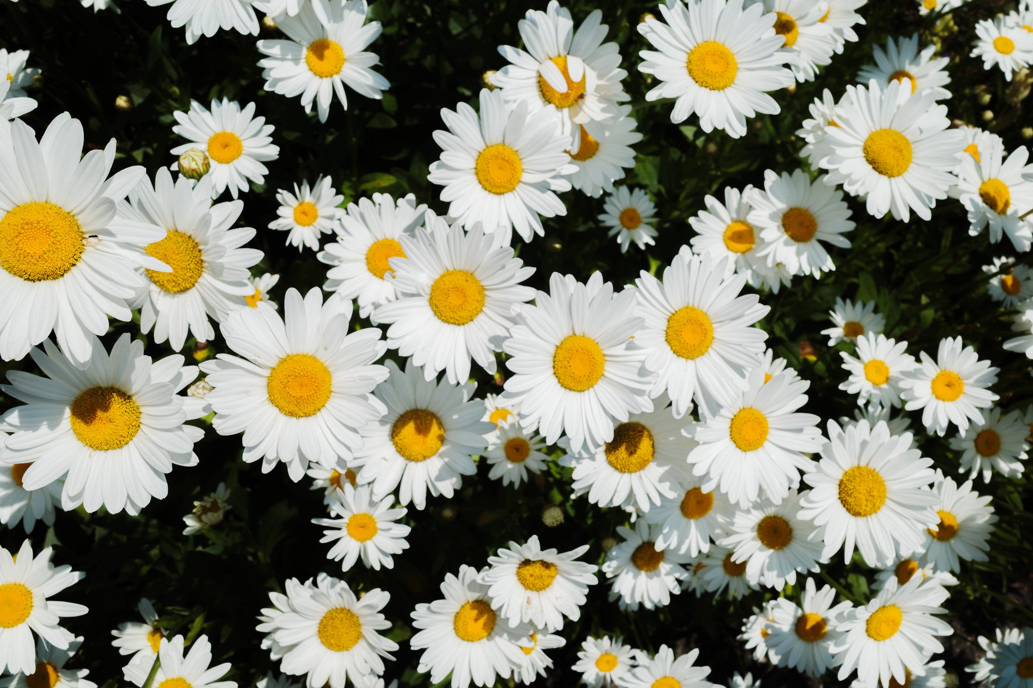 Golden Daisies in Serenity