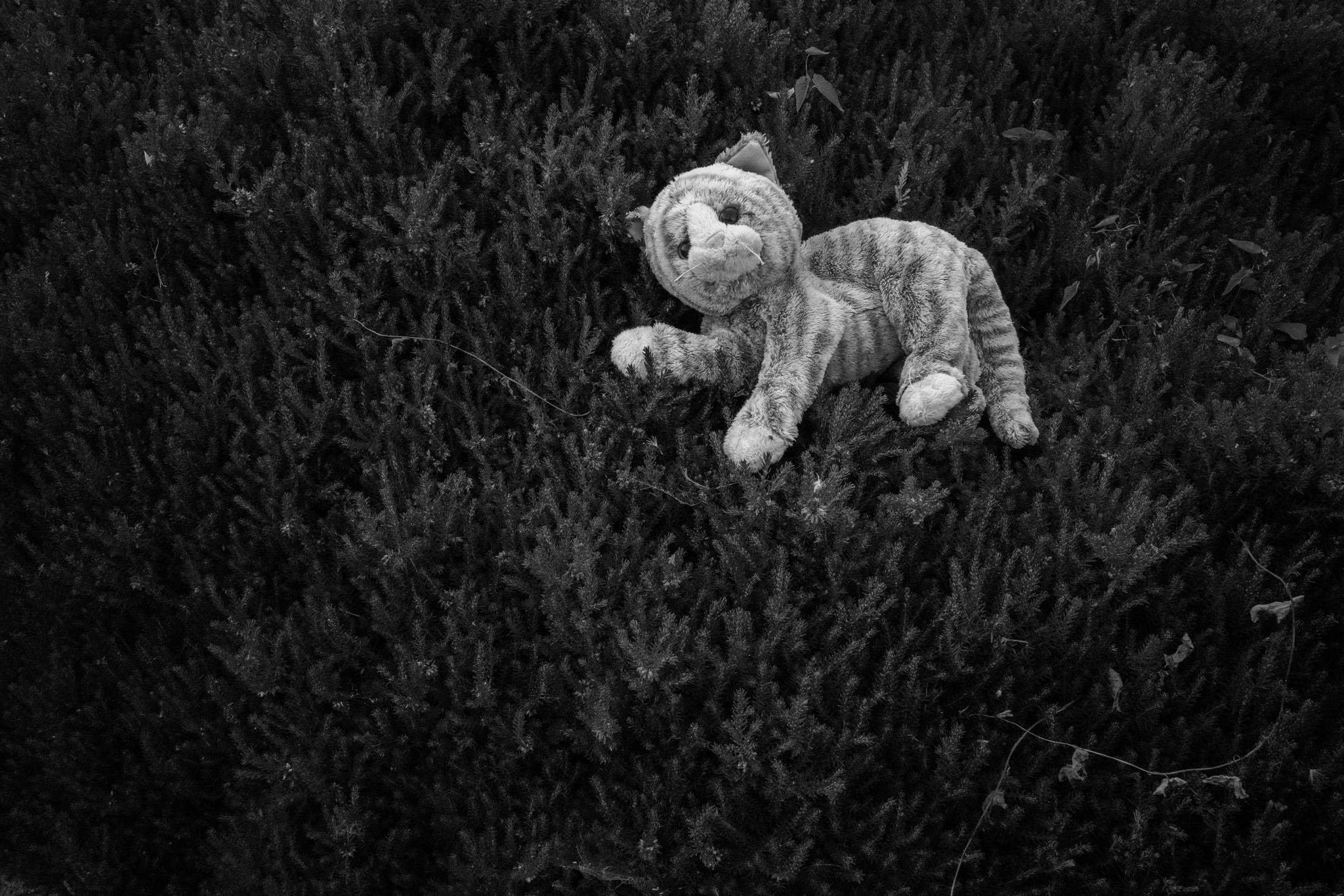 Relaxed Feline in the Bush
