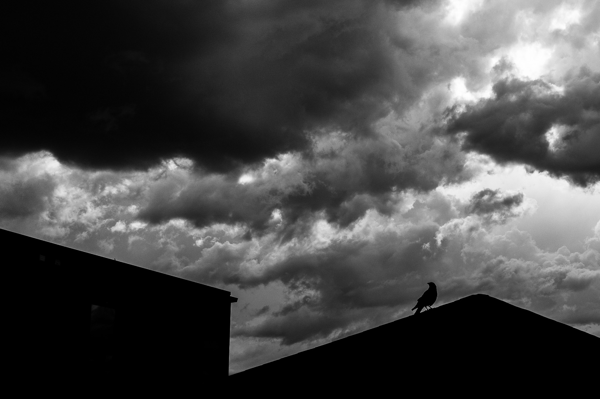 Midnight Crow's Perched Vantage