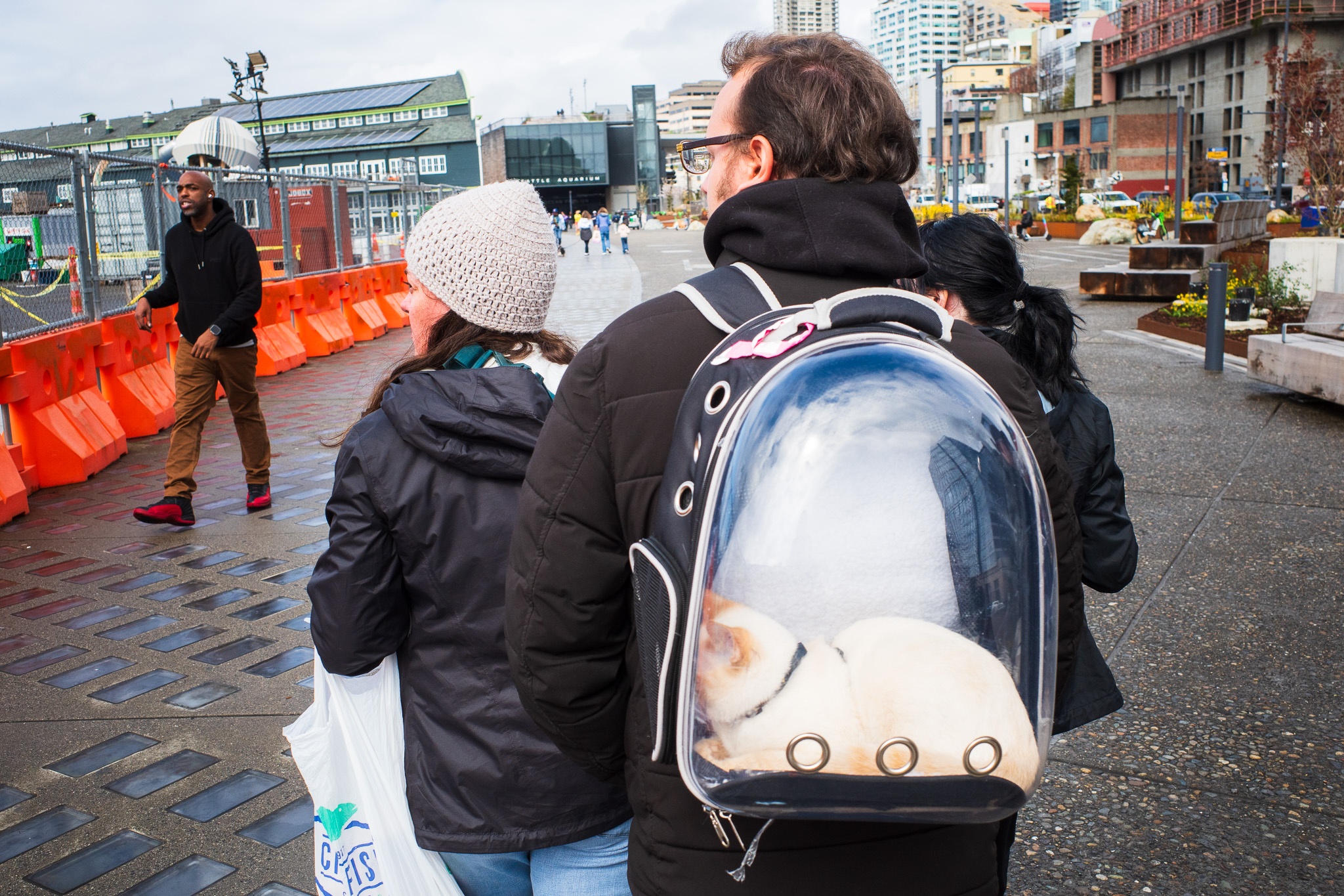 Urban Stroll with a Cat