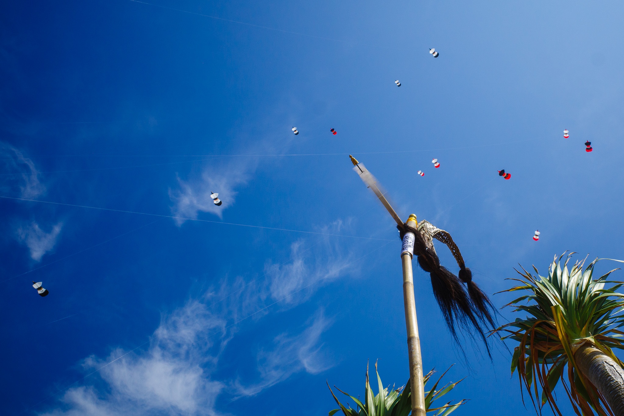 Kite Festival Celebration