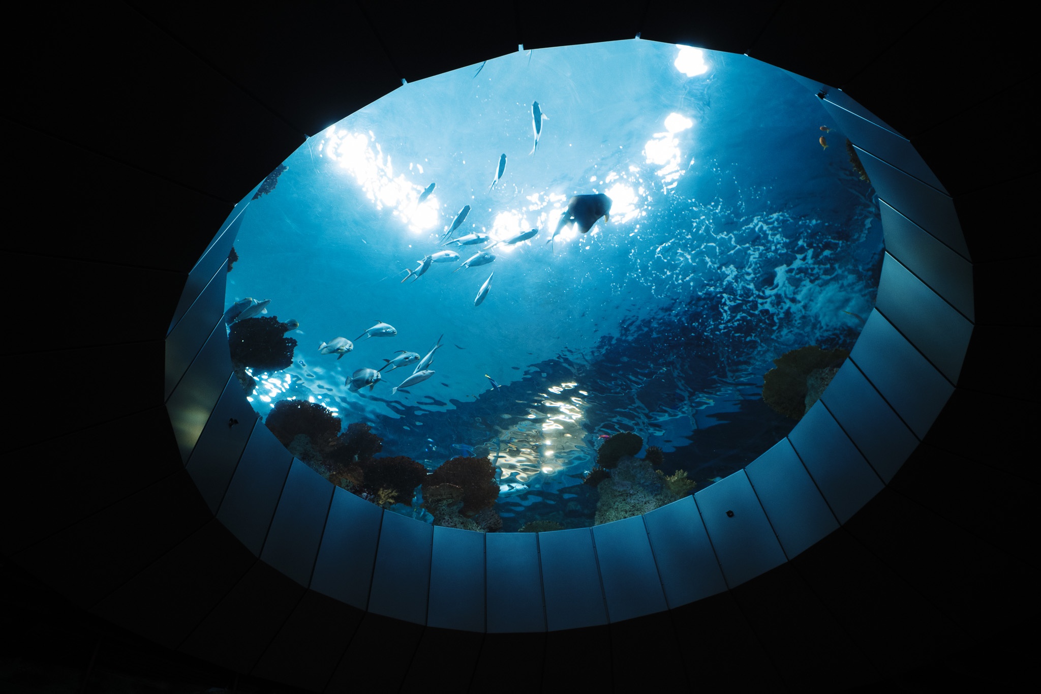 Underwater Serenity