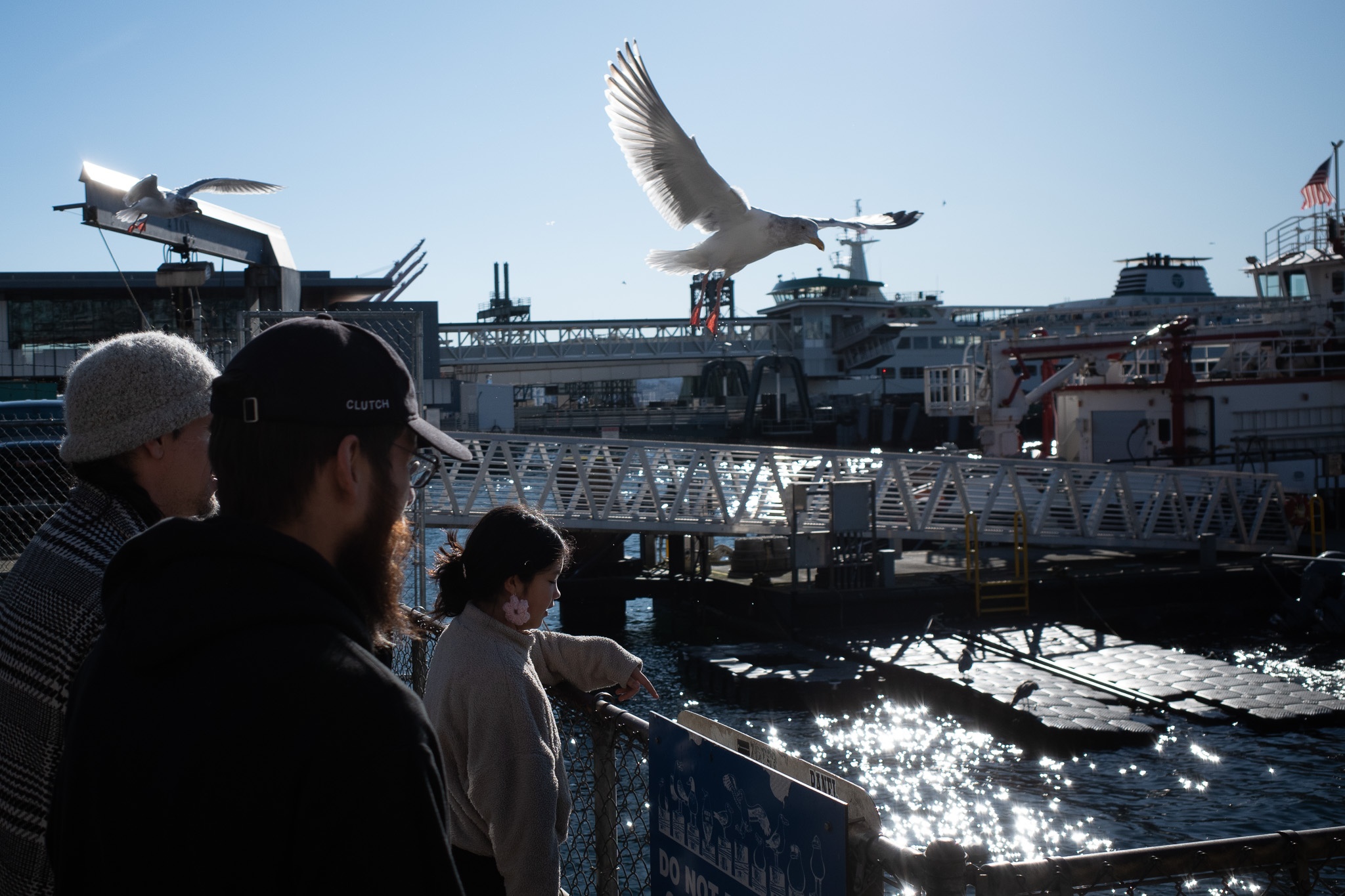 Harbor Conversations and Seagulls
