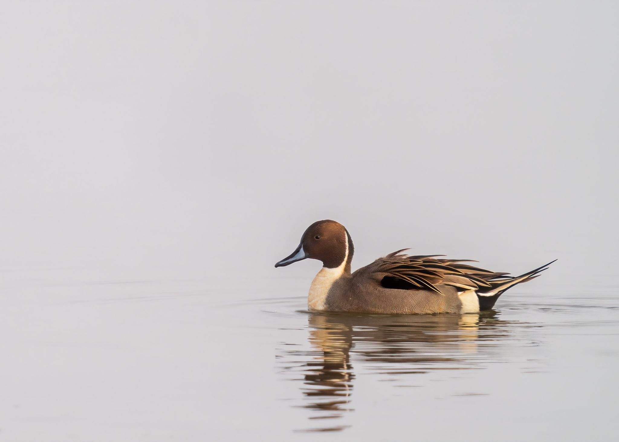 Serene Water Reflections of Duck