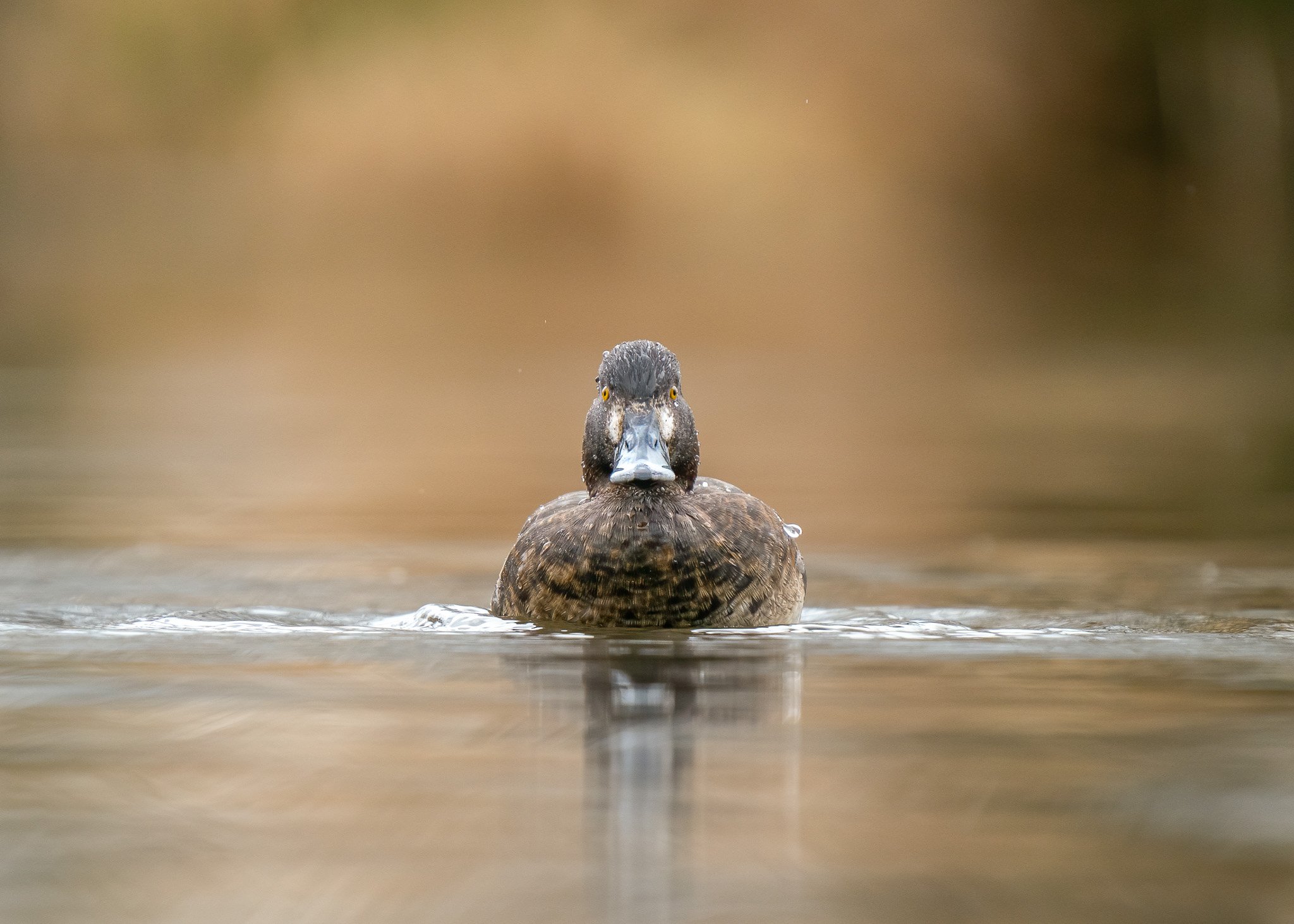 Serene Water Reflections Abound