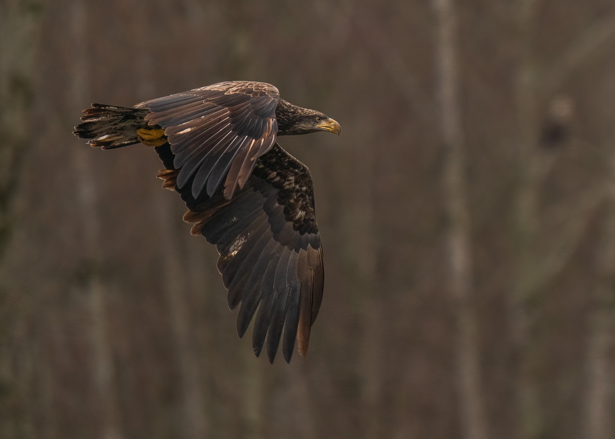 Majestic Bald Eagle in Flight