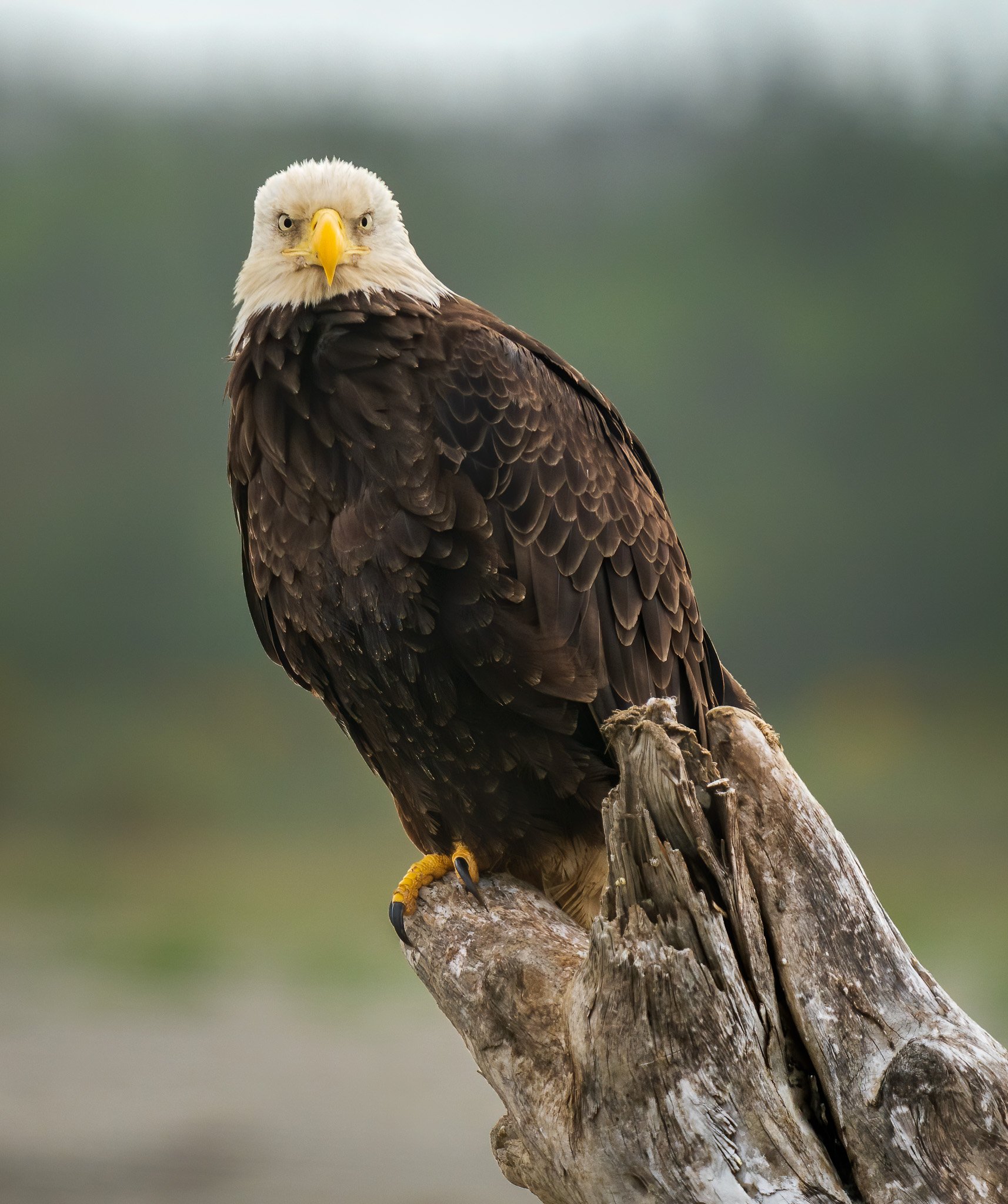 Regal Eagle's Intense Gaze