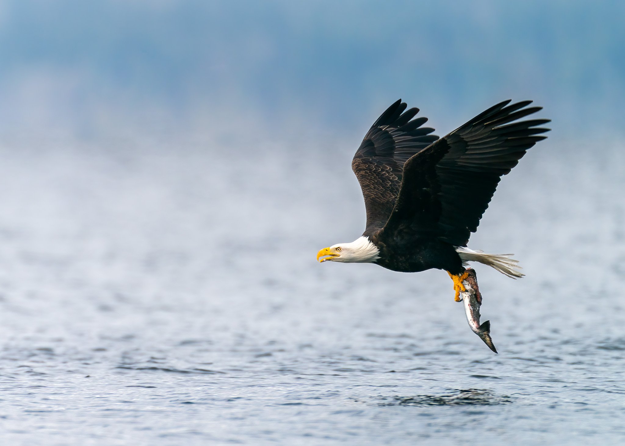 Majestic Eagle Soars Over Water