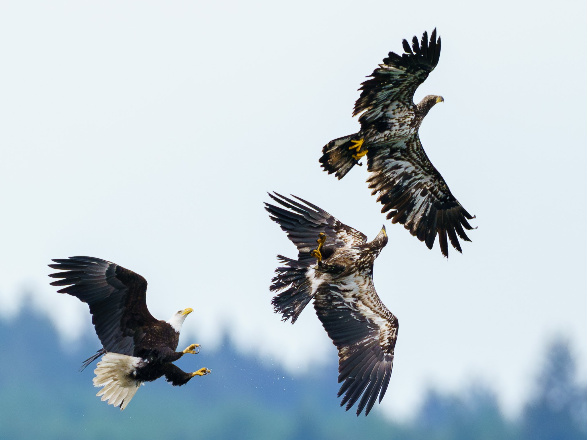 Eagles in Soaring Harmony