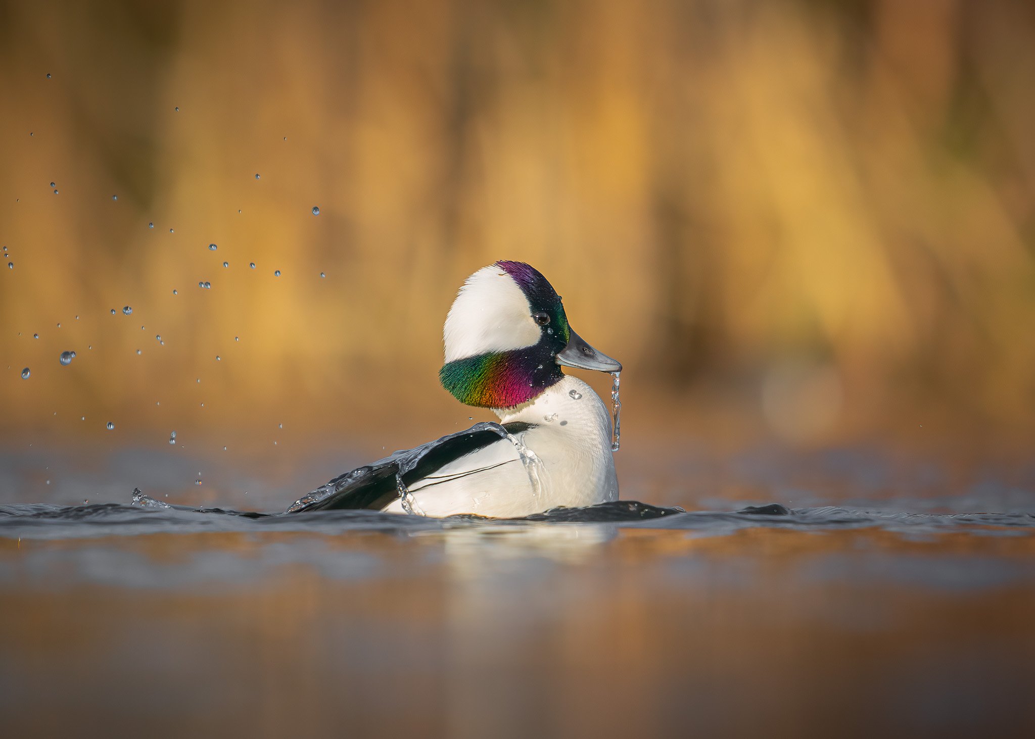 Serene Northern Harlequin Moment
