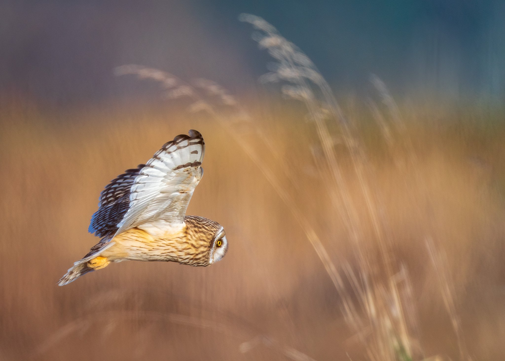 Short-eared Owls