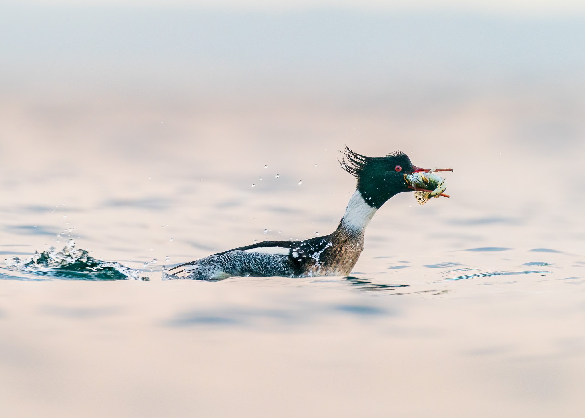 Waterfowl in Mid-Swim Action