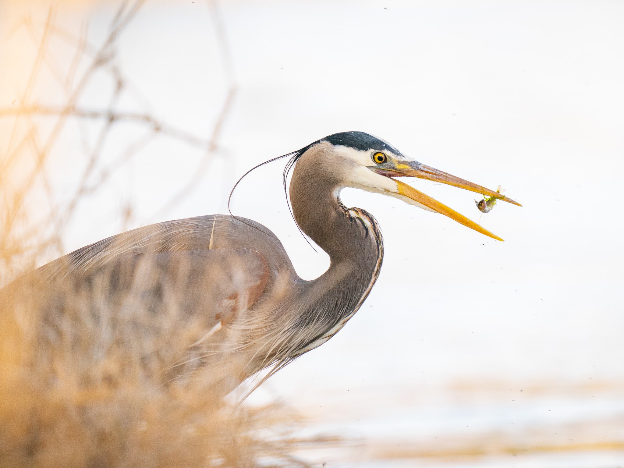 Great Blue Heron's Catch