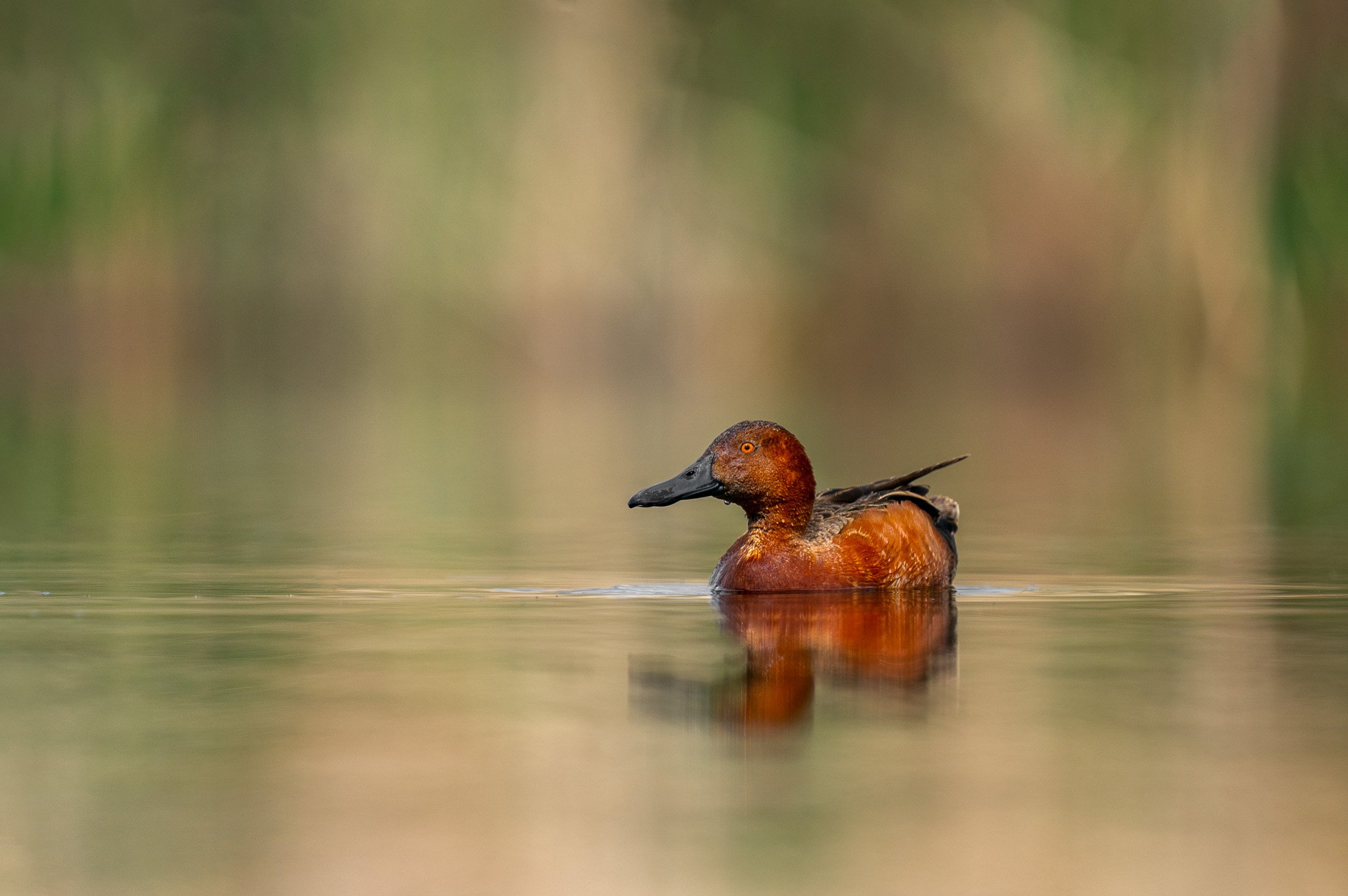 Rusty Duck in Reflection