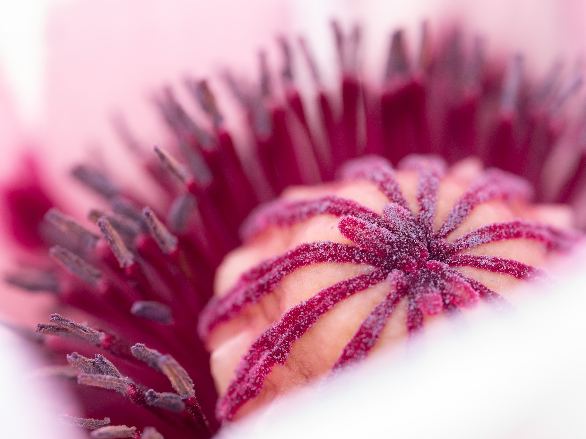Unfurling Pink Poppy Beauty