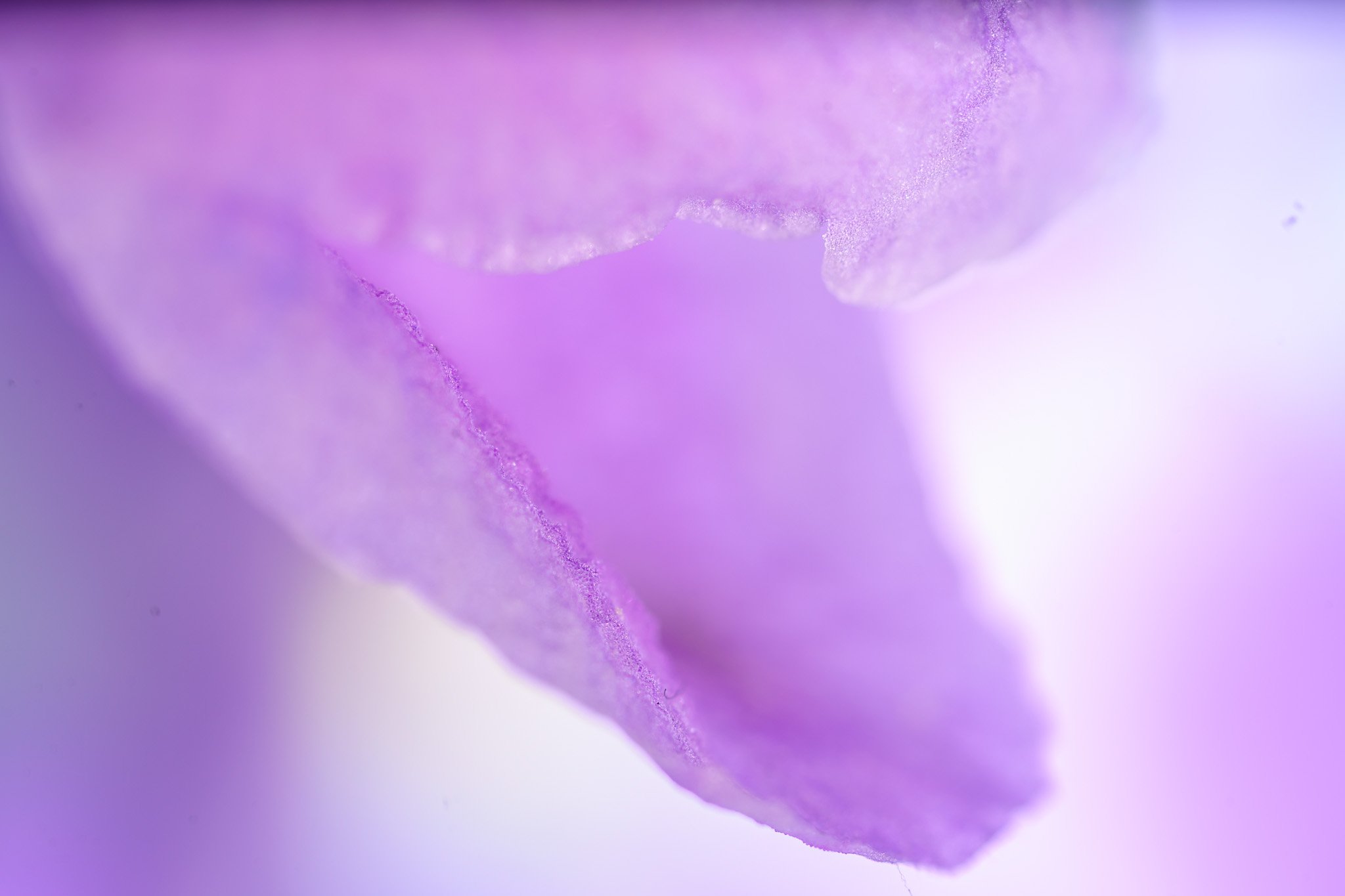 Delicate Lavender Petal Close-up