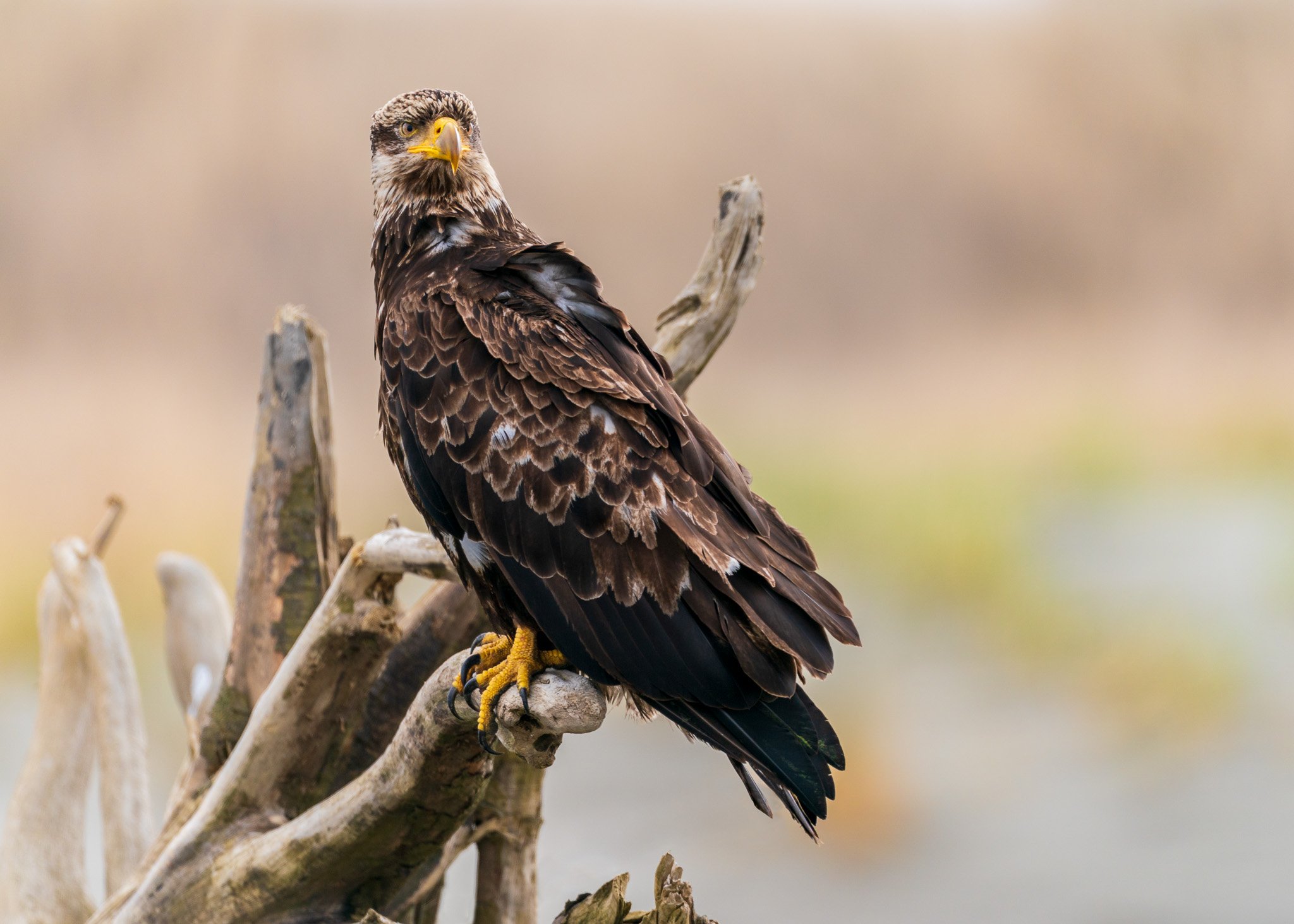 Eagle in serene contemplation