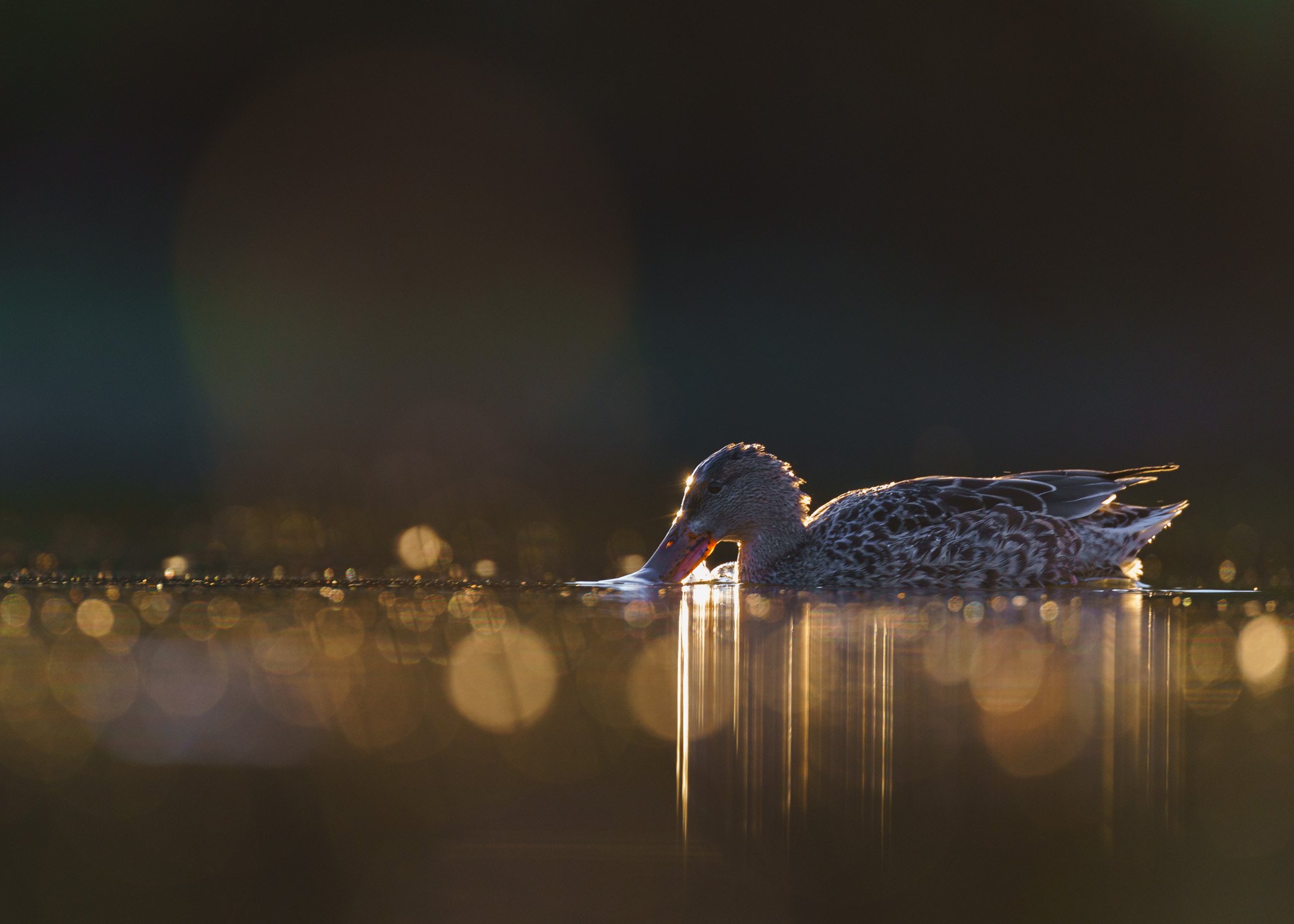 Reflections on the Water