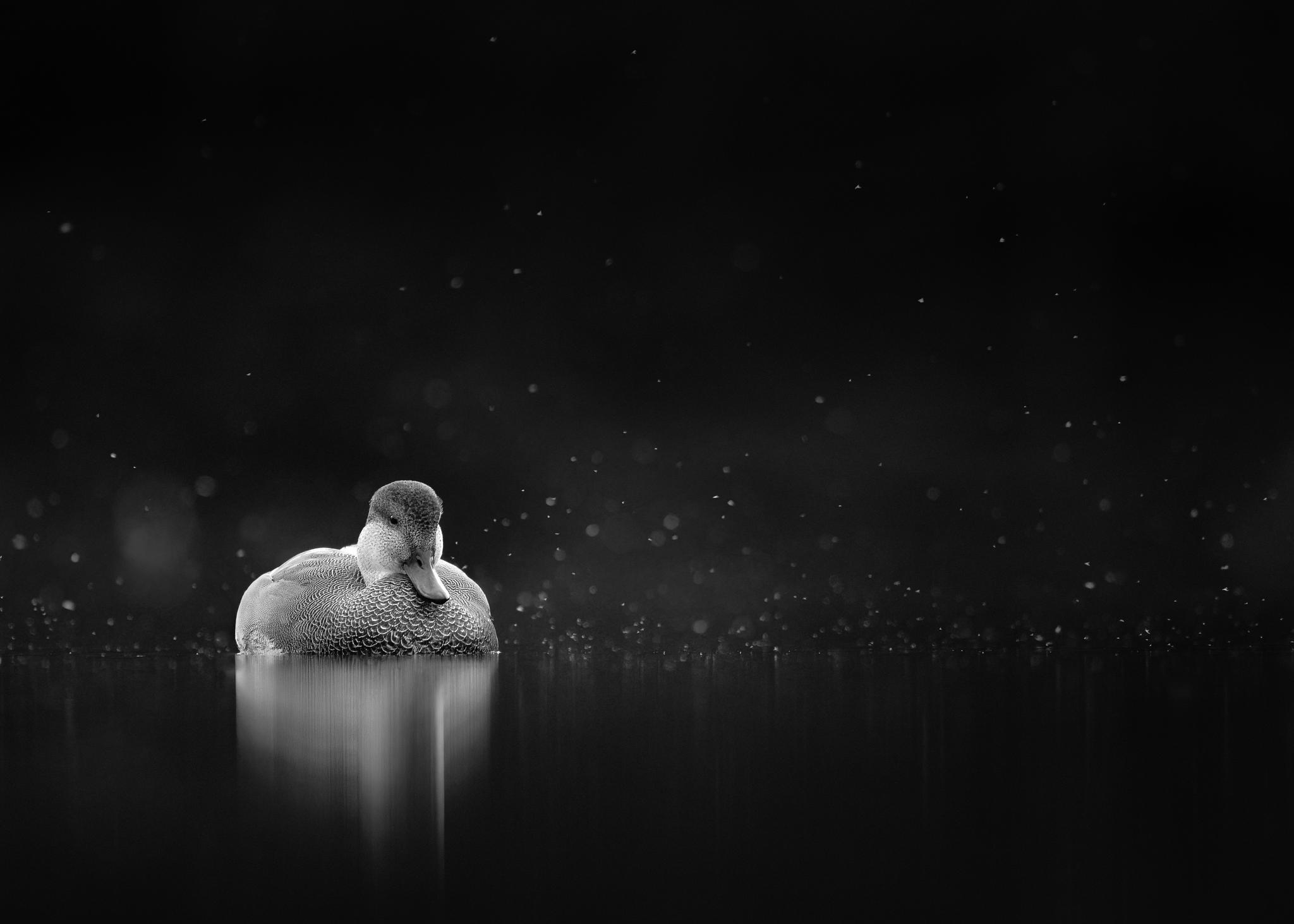 Reflections on the Water