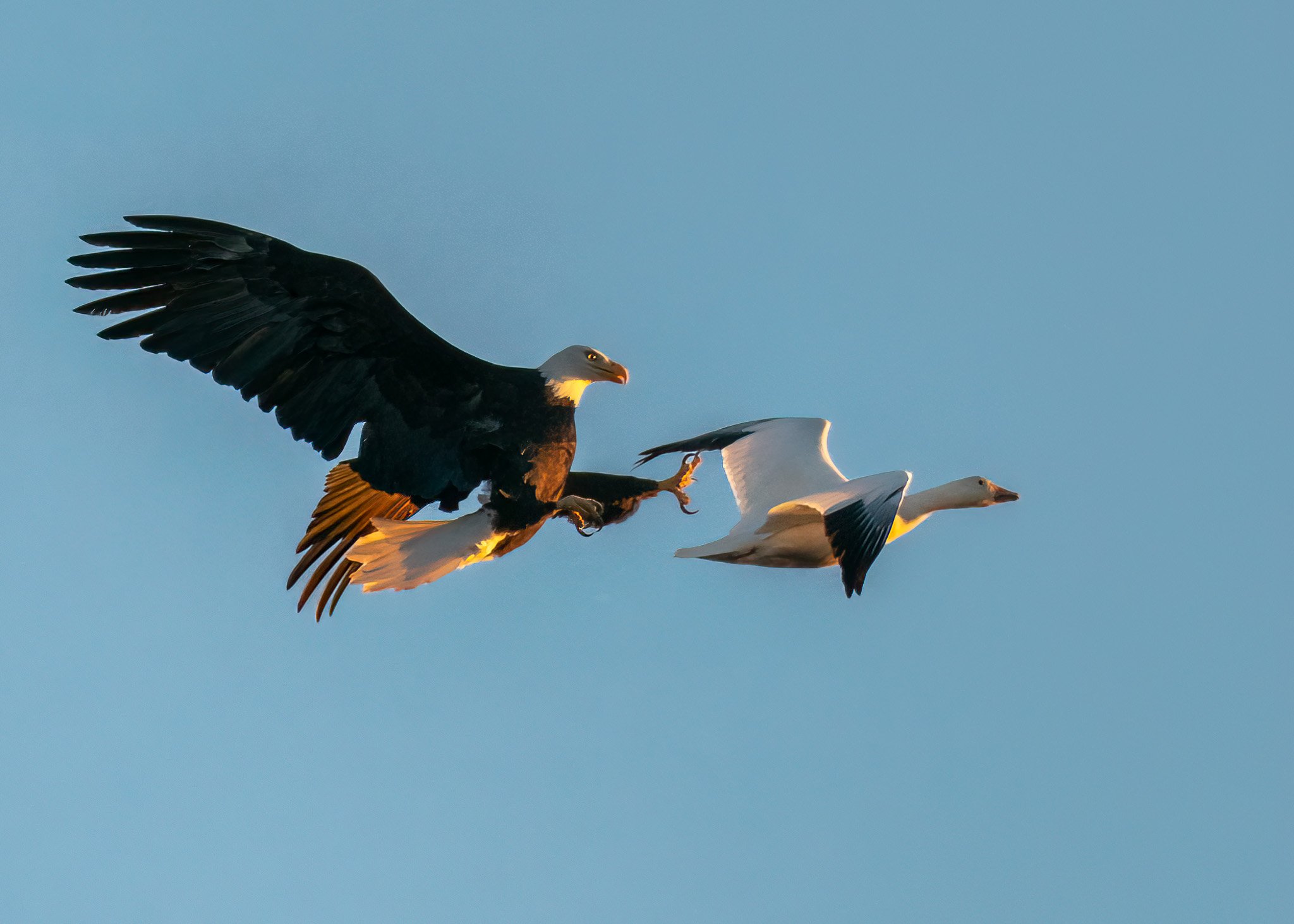 Bald Eagles