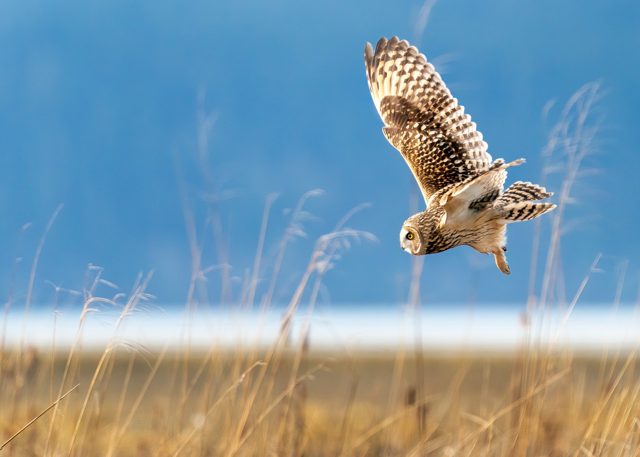Owl in Morning Light