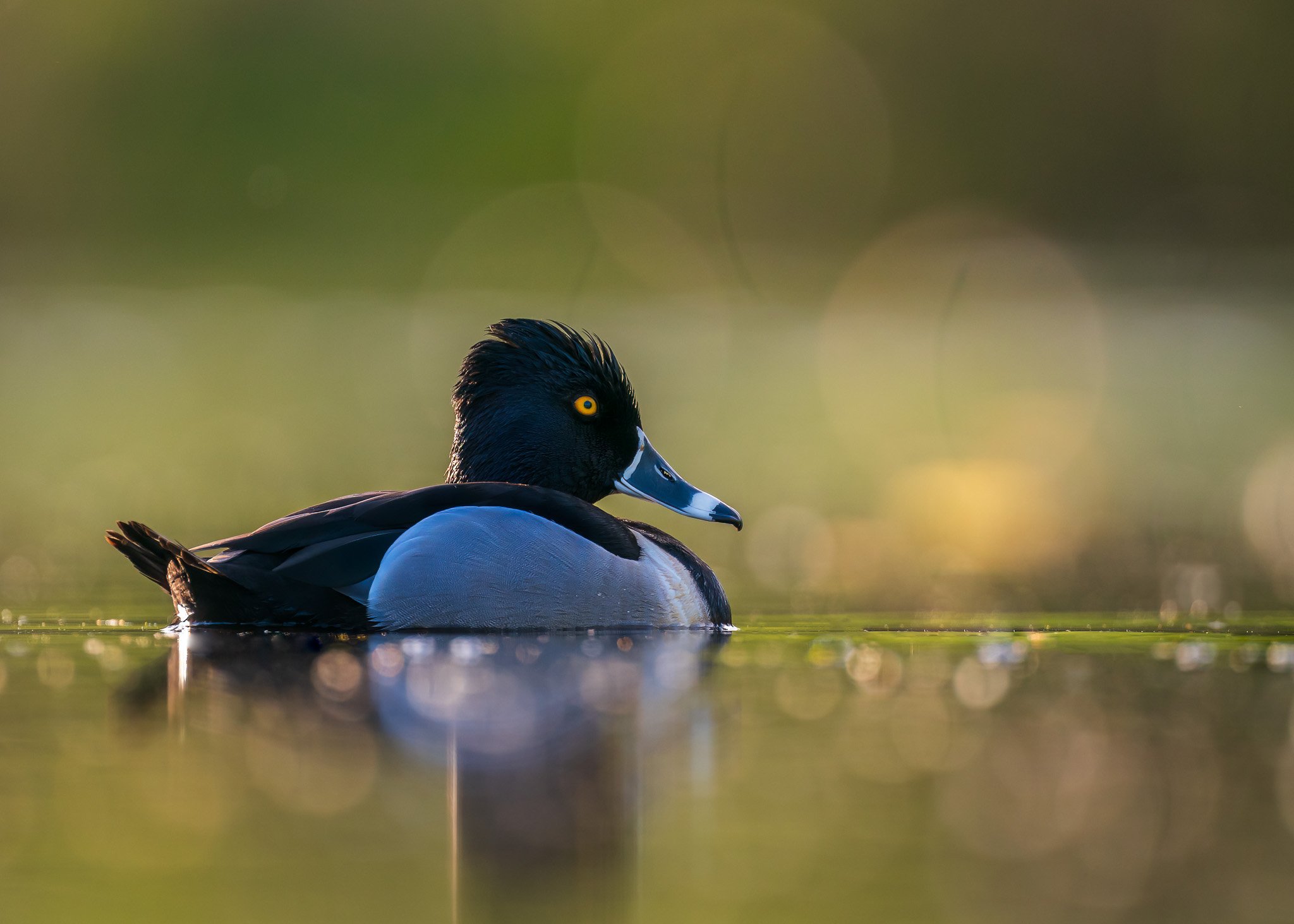 Reflections on the Water