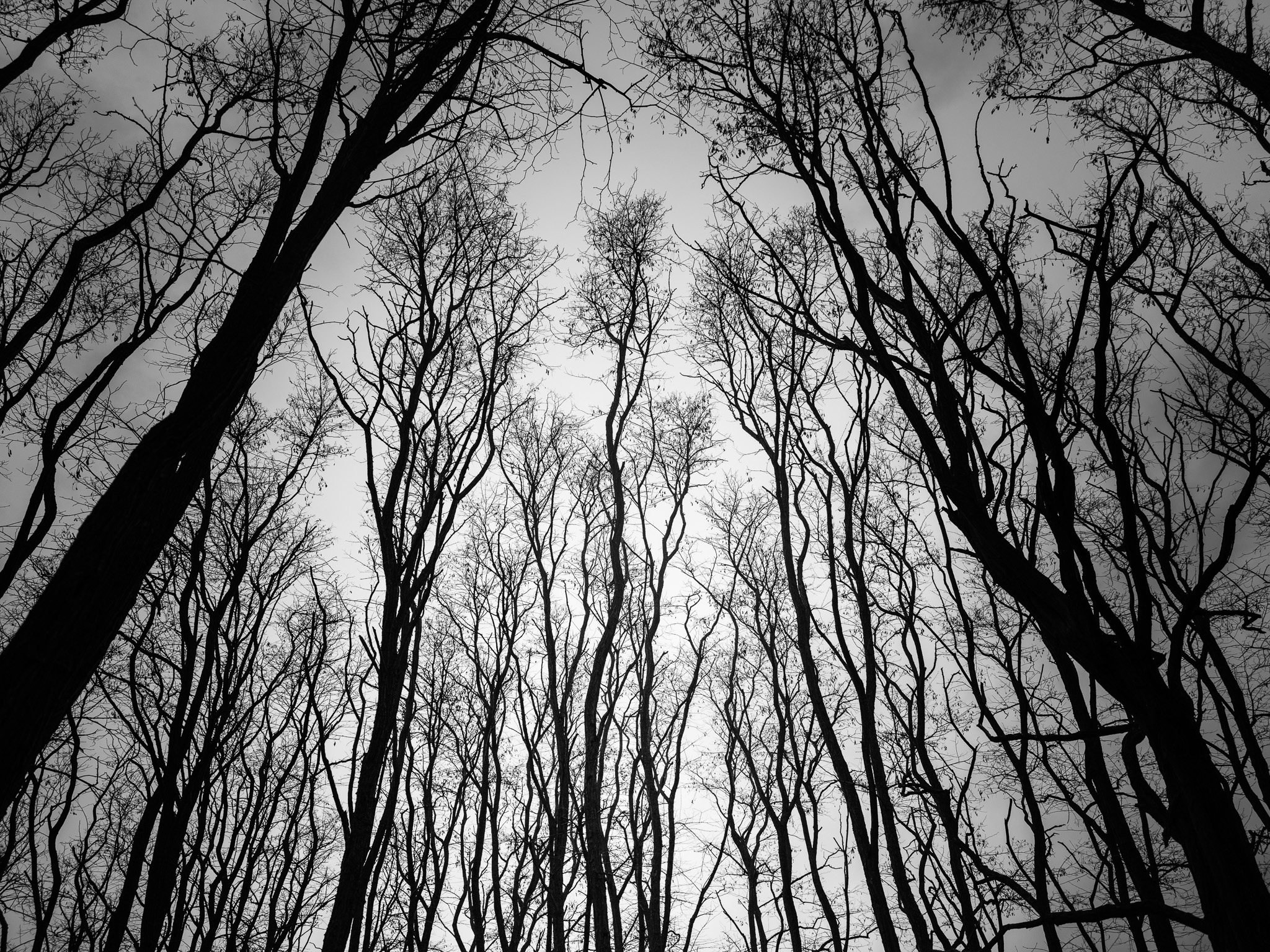 Silhouette of Bare Trees