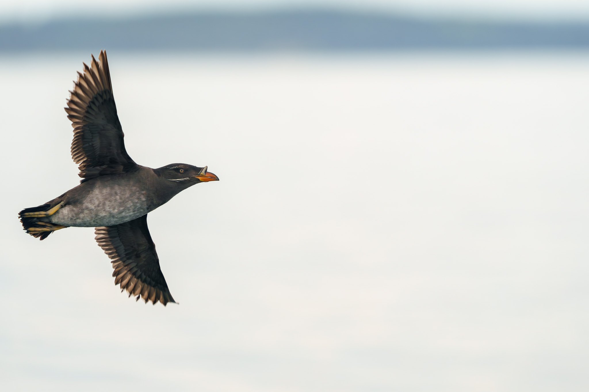 Rhinoceros Auklet in flight