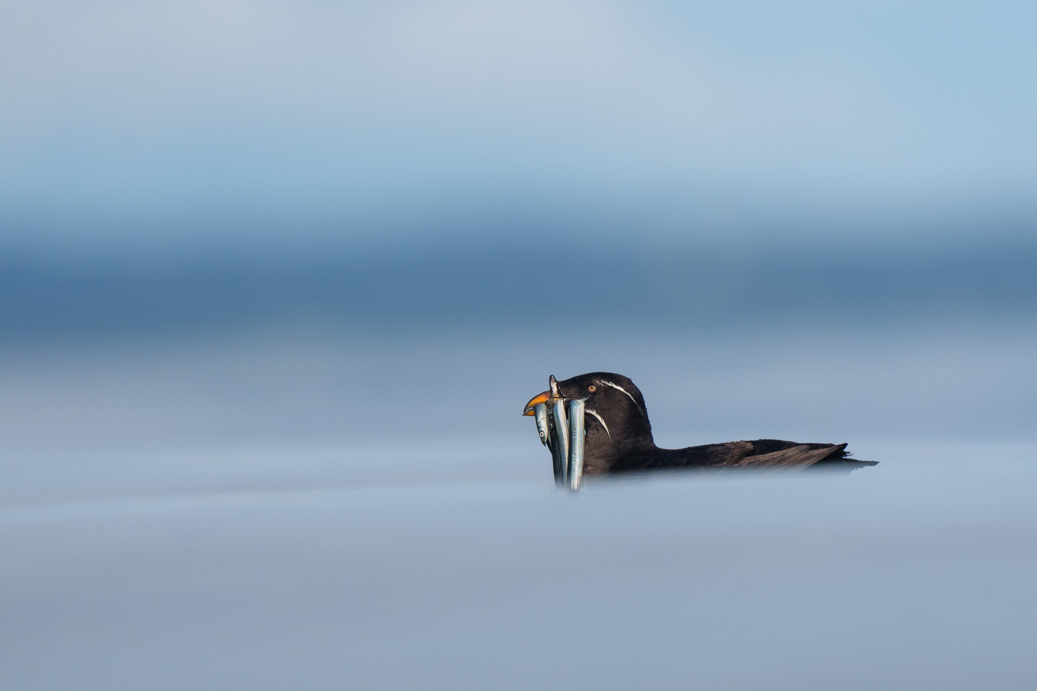 Rhinoceros Auklet with Needlefish