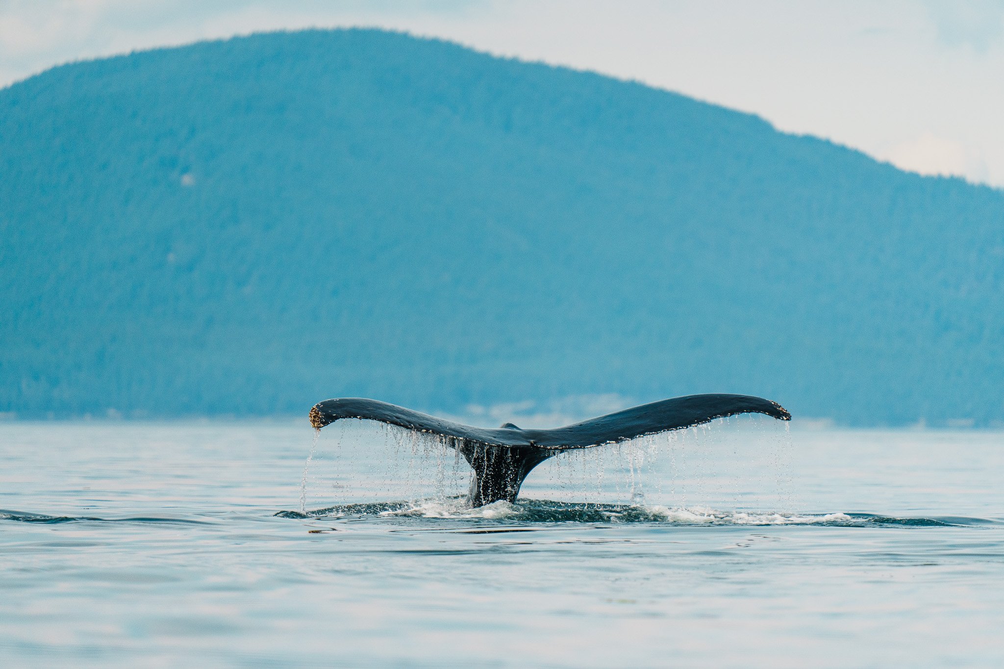 Humpback Whale tail