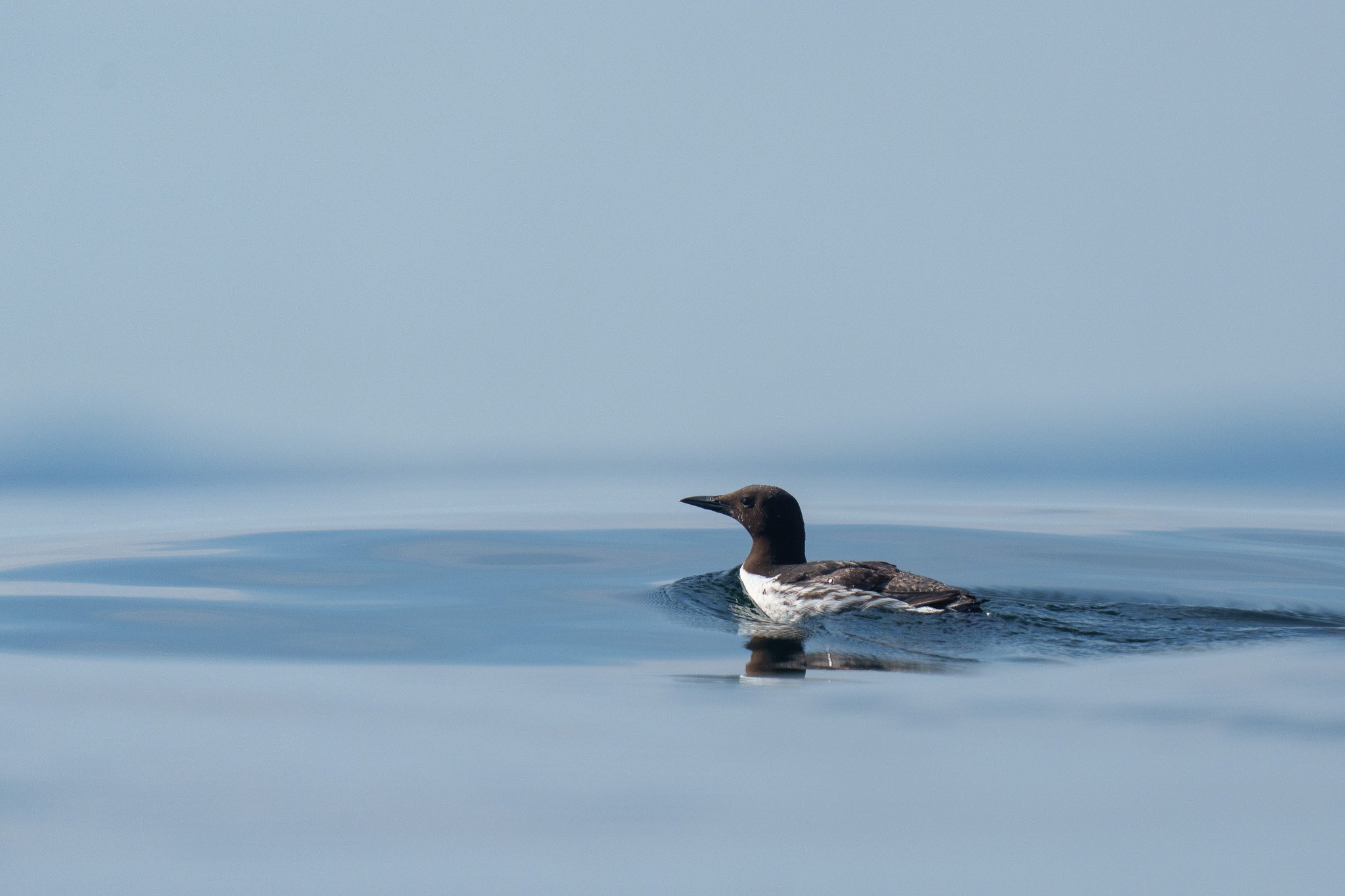 Common Murre