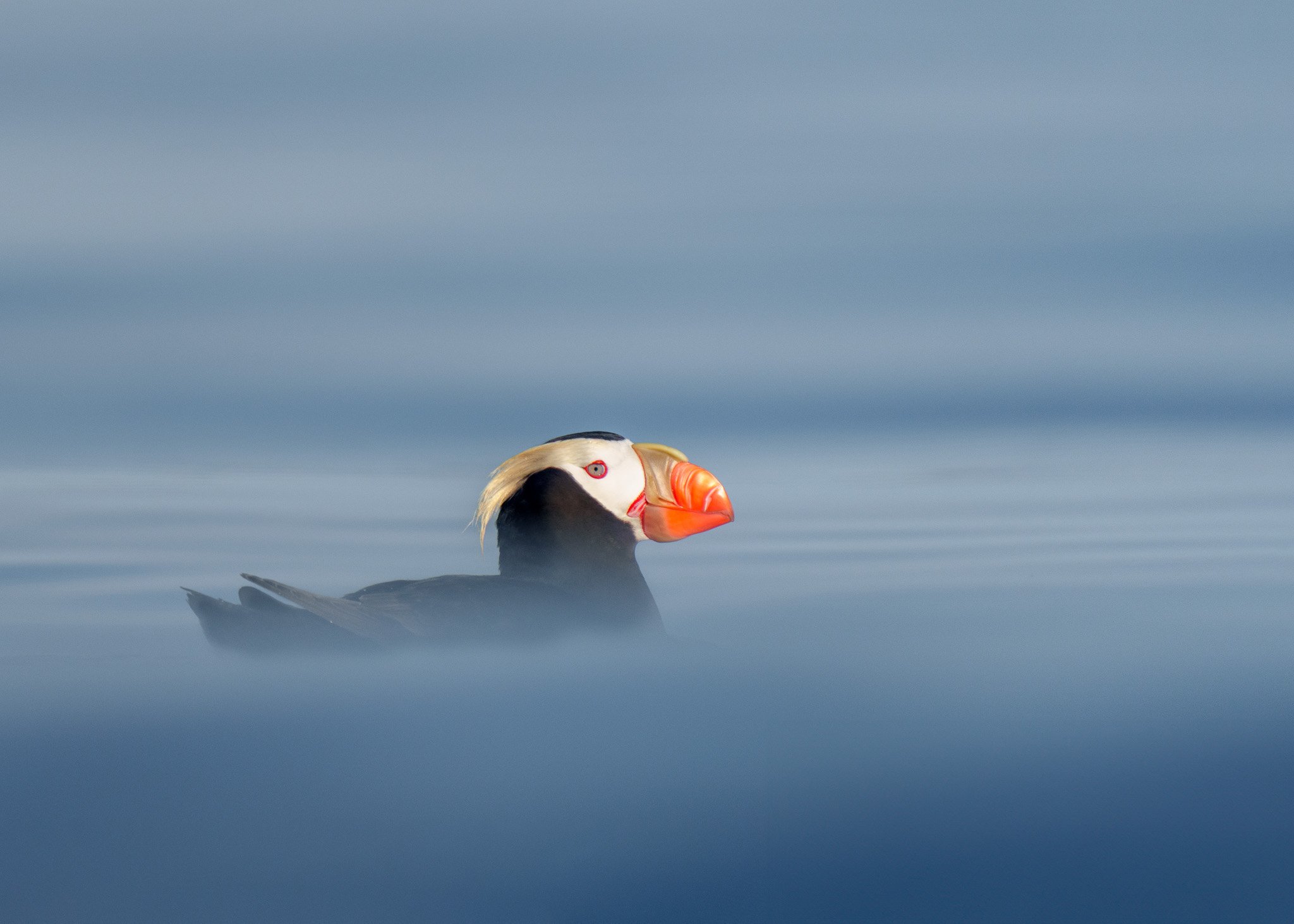 Tufted Puffin