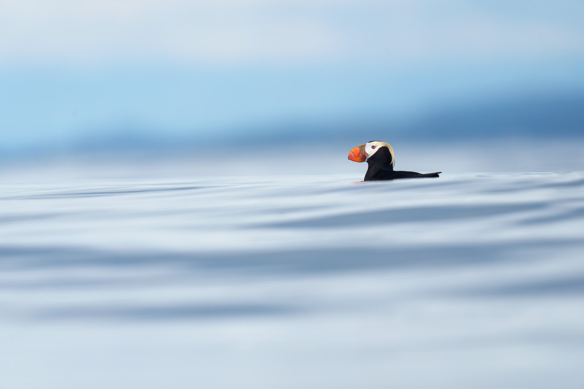 Puffins!